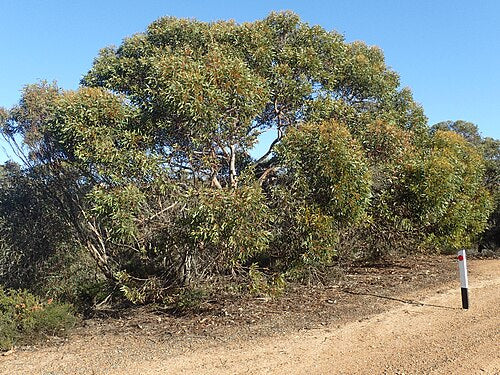 Black Marlock Eucalyptus redunca