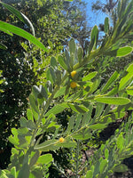 Blue Wattle (Acacia meisneri)