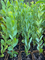 Blue Wattle Coir (Acacia meisneri)