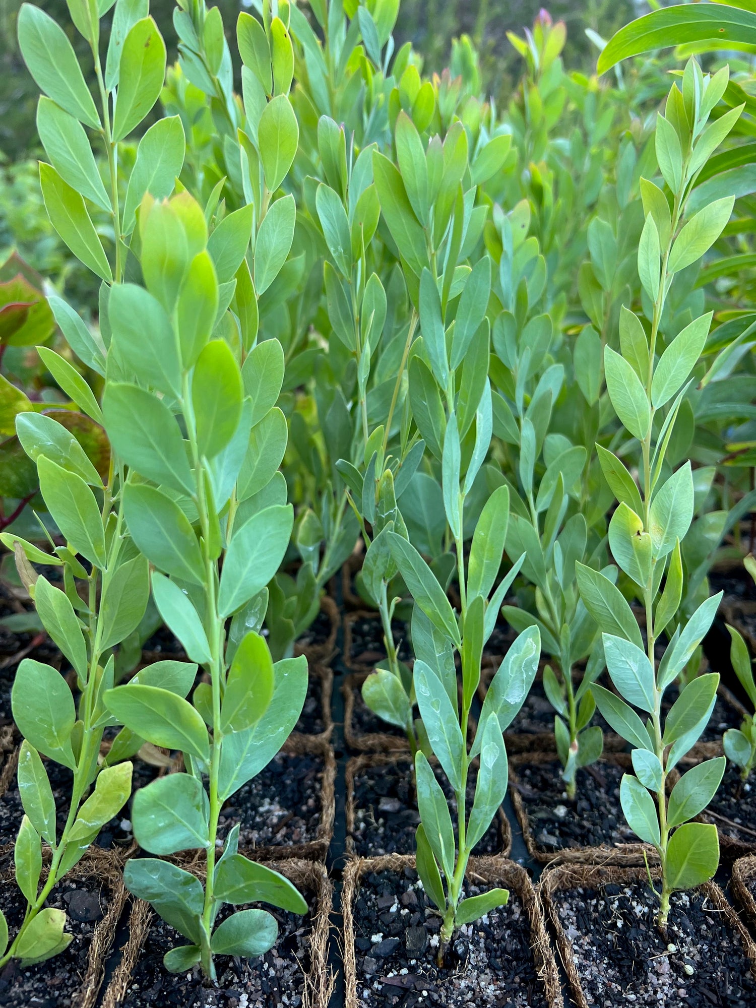 Blue Wattle Coir (Acacia meisneri)