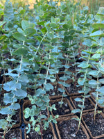 Bookleaf Mallee Coir (Eucalyptus kruseana)