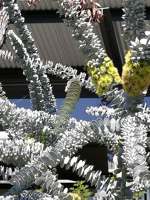 Bookleaf Mallee (Eucalyptus kruseana)