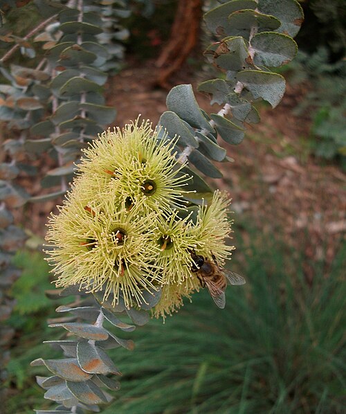 Bookleaf Mallee Flowers (Eucalyptus kruseana)