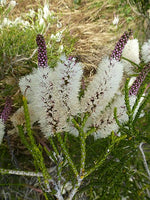 Chenille Honey Myrtle (Melaleuca huegelii)