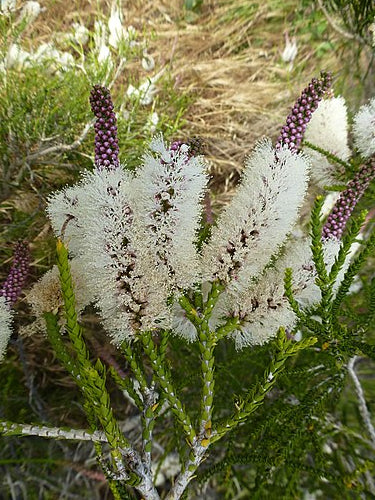 Chenille Honey Myrtle (Melaleuca huegelii)
