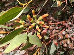 Coastal Moort Buds (Eucalypyus utilis)