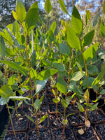 Coastal Moort in Coir (Eucalypyus utilis)