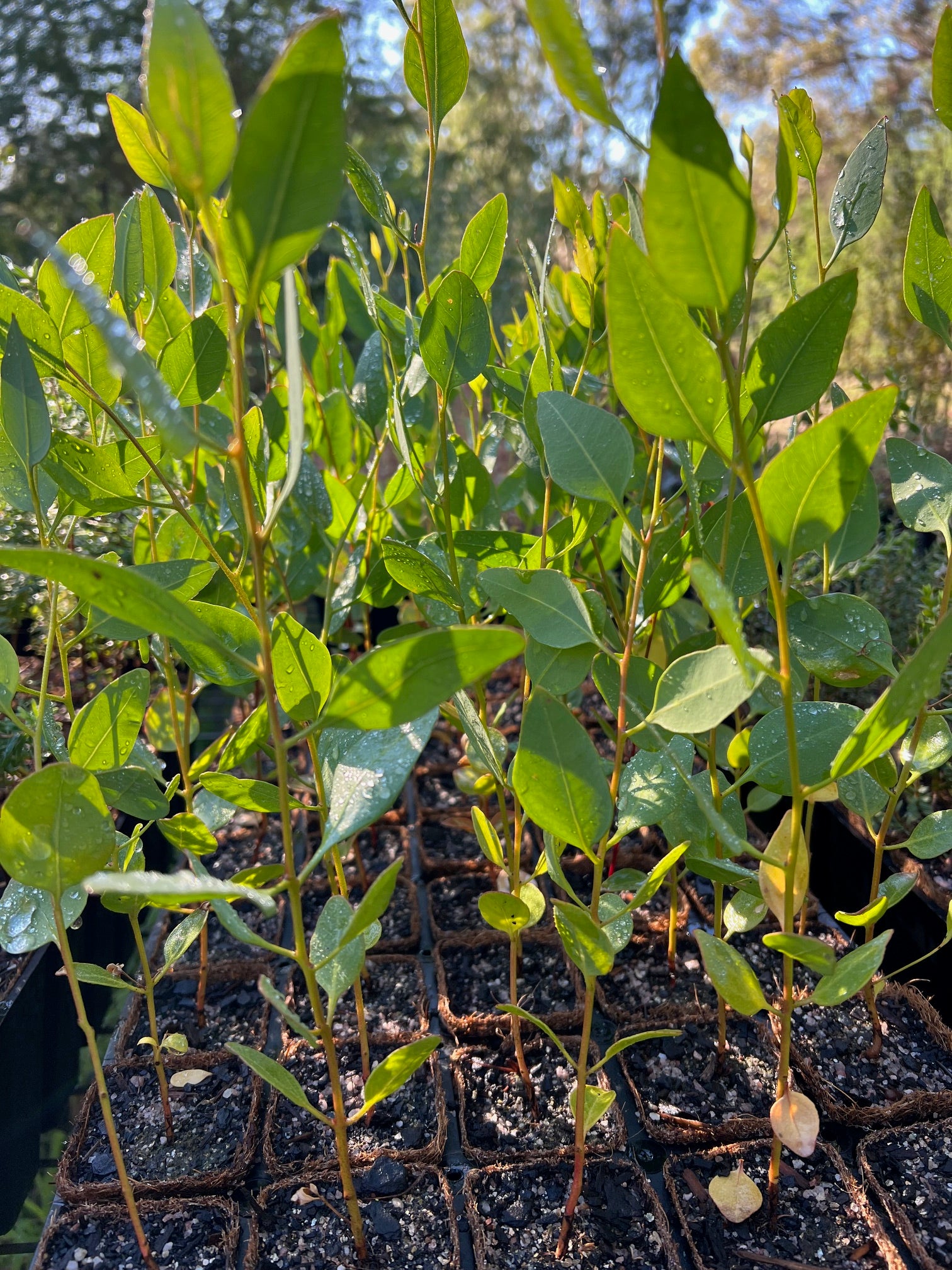 Coastal Moort in Coir (Eucalypyus utilis)