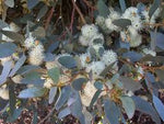 Coastal Moort Flowers (Eucalypyus utilis)
