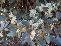 Coastal Moort Flowers (Eucalypyus utilis)