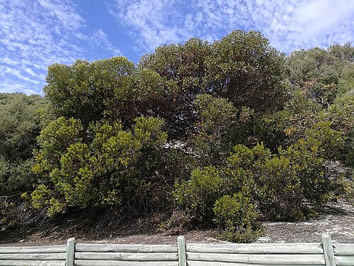 Coastal Moort Mallee (Eucalypyus utilis)