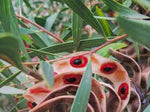 Coastal Wattle (Acacia cyclops)
