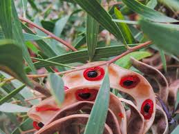 Coastal Wattle (Acacia cyclops)