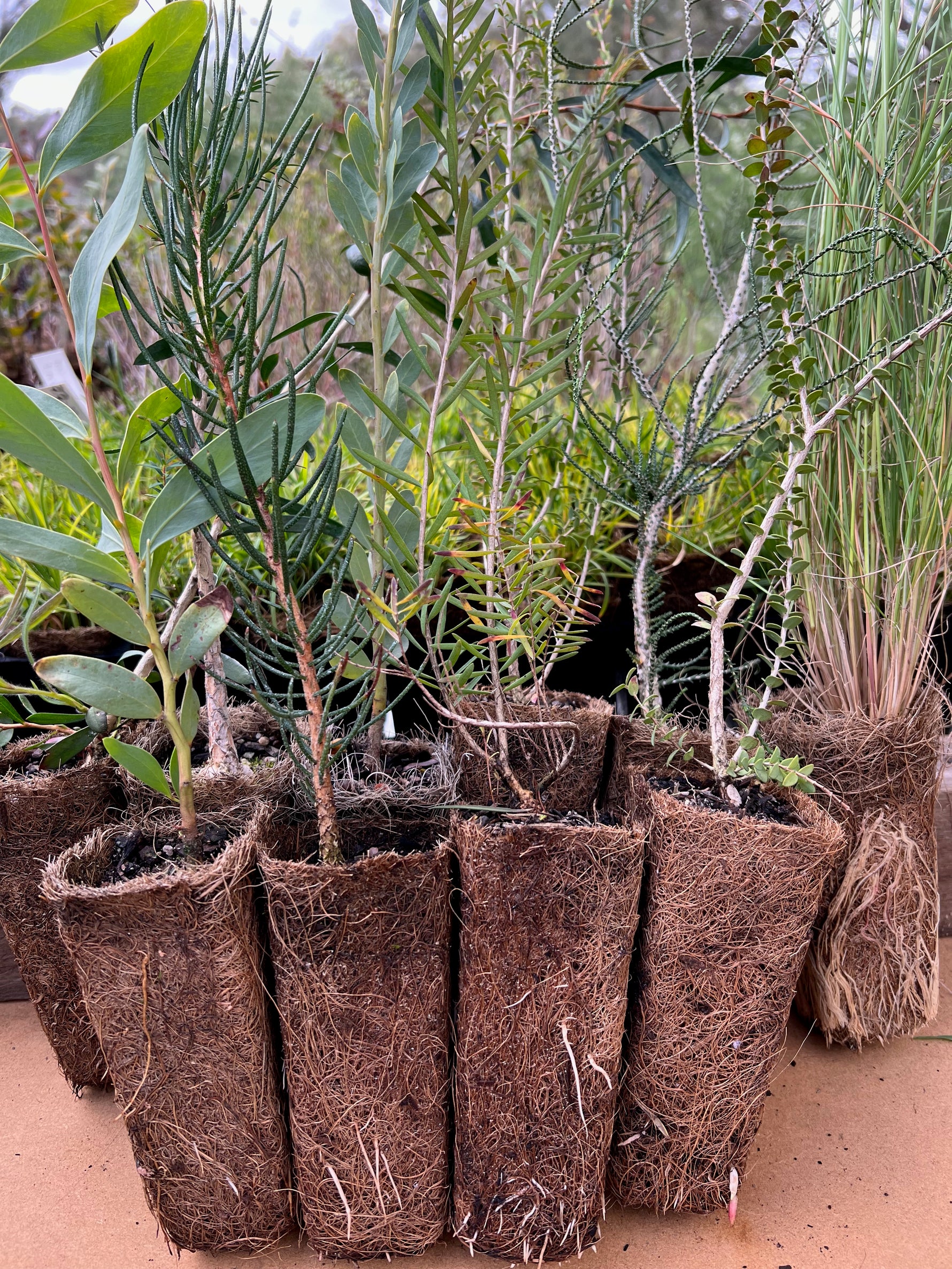Coir Tubes Bundle