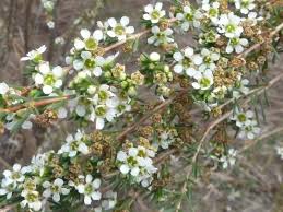 Common Astartea (Astartea scoparia)