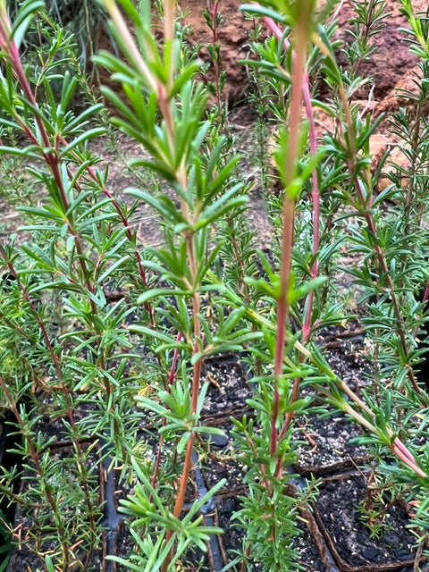 Common Astartea in Coir (Astartea scoparia)