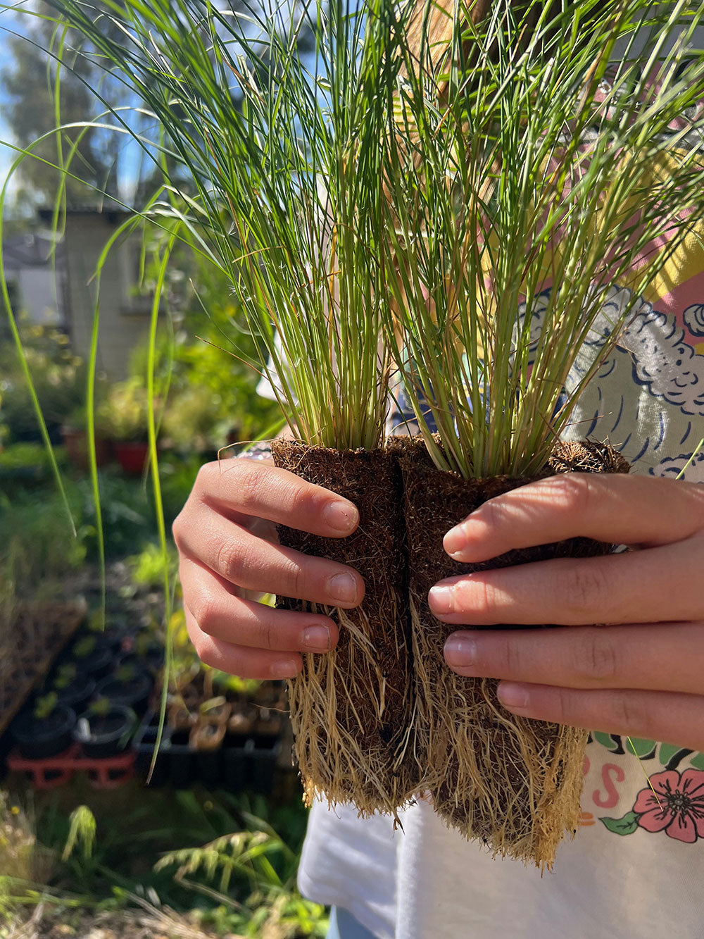 Common Wallaby Grass (Rytidosperma caespitosa)