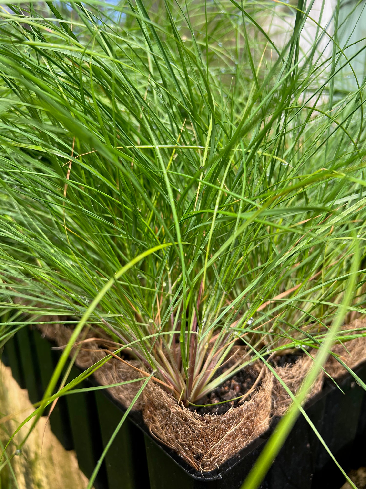 Common Wallaby Grass (Rytidosperma caespitosum)