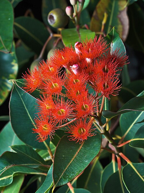 Corymbia ficifolia | Red flowering gum