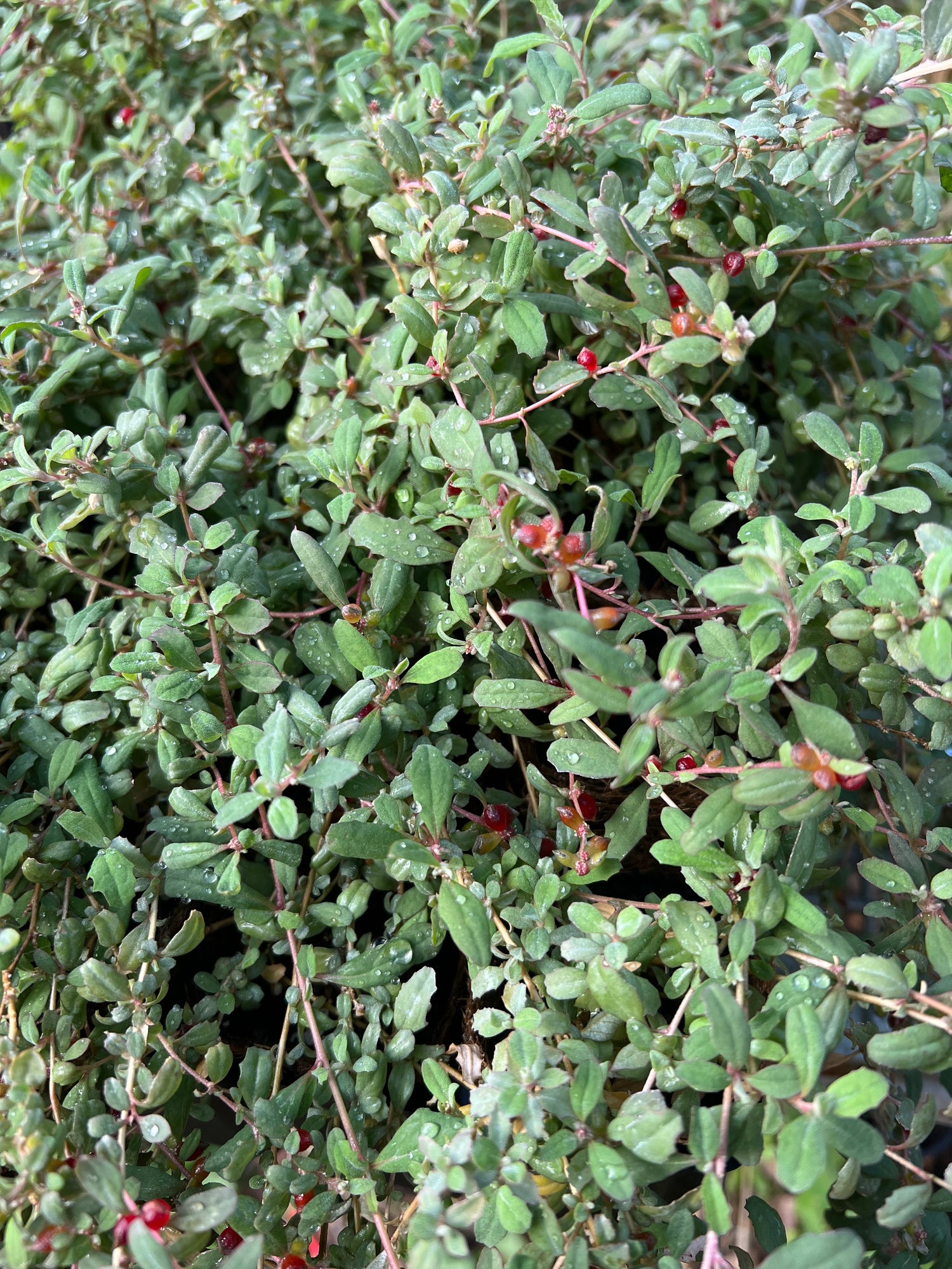 Creeping Saltbush (Atriplex semibaccata)