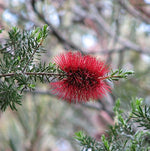 Crimson Kunzea Flower (Kunzea baxteri)