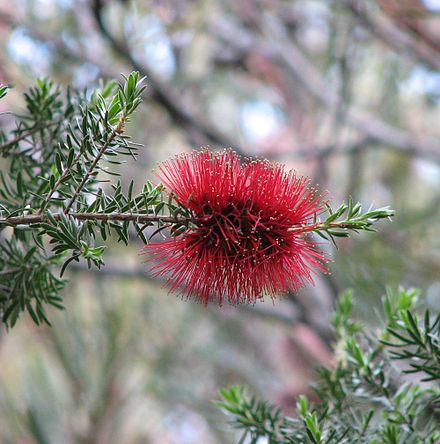 Crimson Kunzea Flower (Kunzea baxteri)