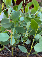 Drummonds Gum in Coir (Eucalyptus drummondii)