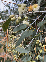Drummonds Gum (Eucalyptus drummondii)