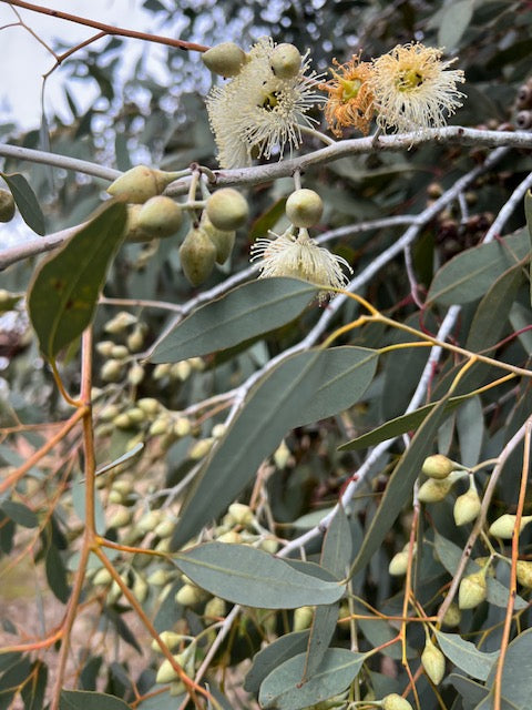 Drummonds Gum (Eucalyptus drummondii)