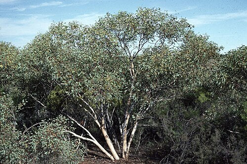Drummonds Gum (Eucalyptus drummondii)