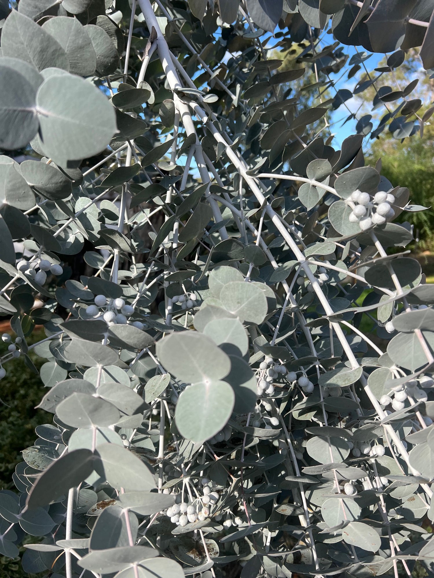 Silver Mallee | Eucalyptus crucis