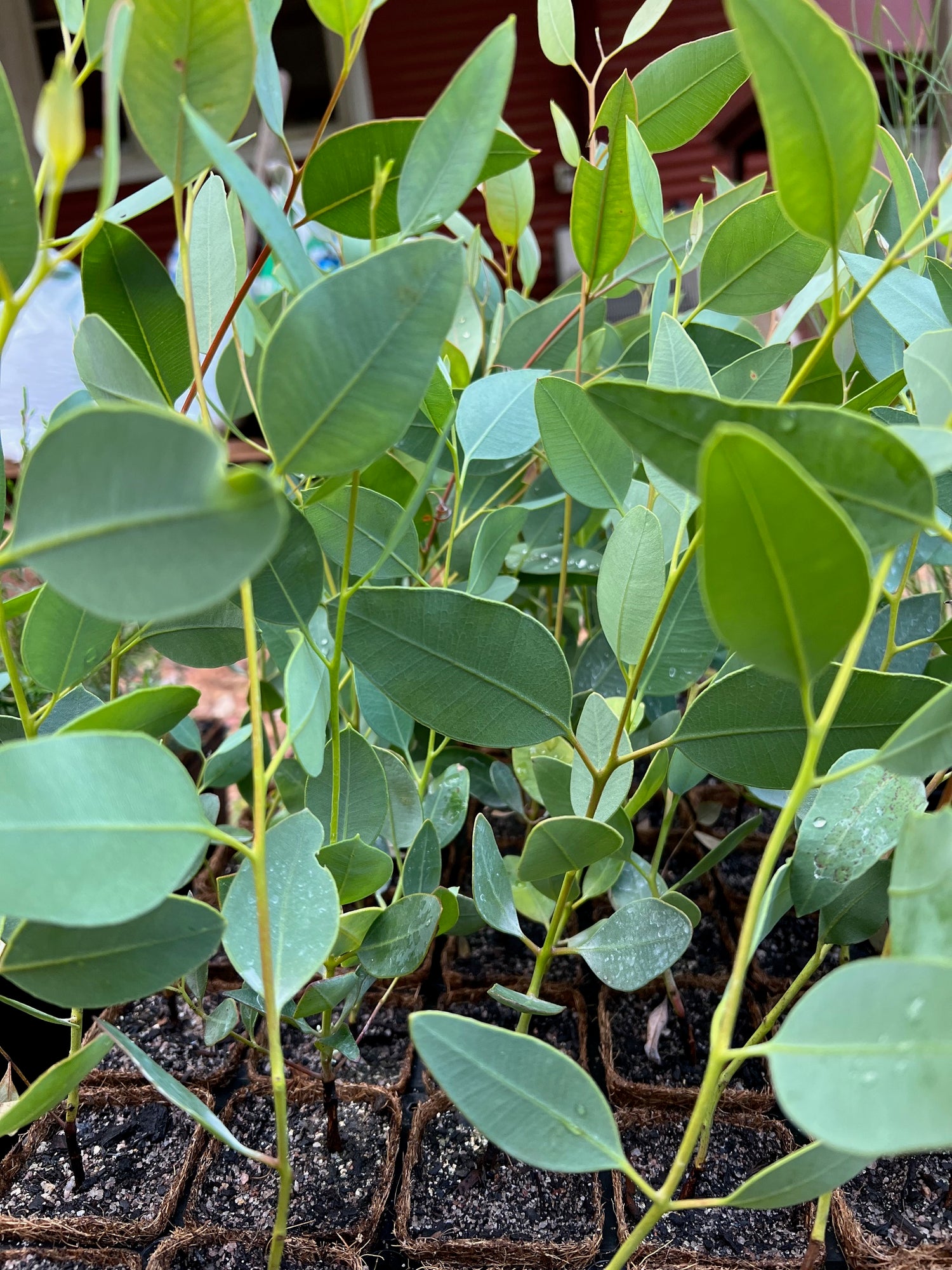 Drummond's Gum | Eucalyptus drummondii