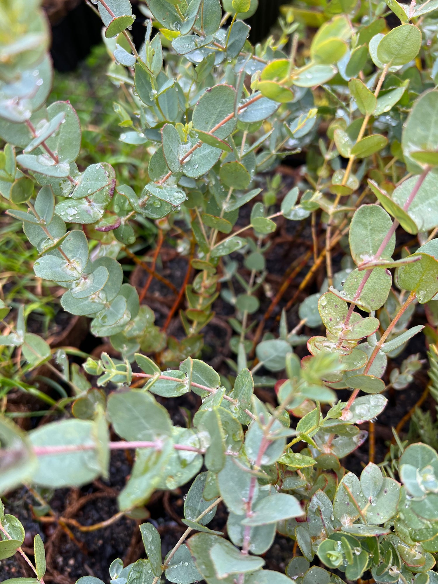 Eucalyptus horistes