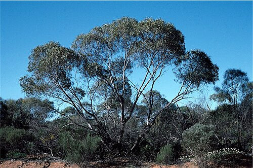Yuna Mallee | Eucalyptus jucunda