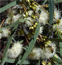 Oil Mallee | Eucalyptus kochii