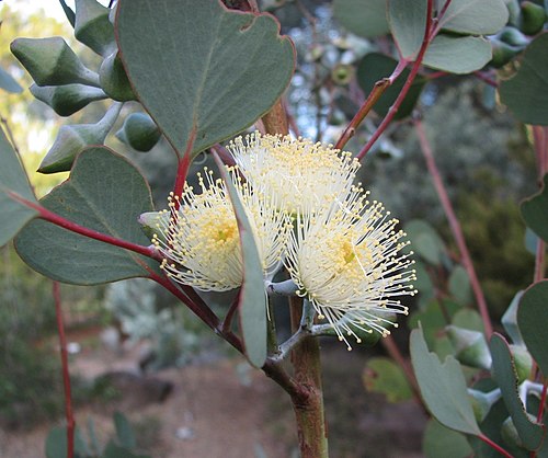Round Leaved Mallee | Eucalyptus orbifolia