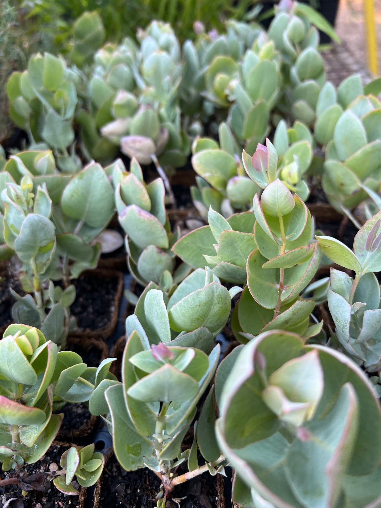 Rose Mallee | Eucalyptus rhodantha