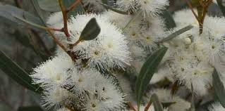 Stiff-leaved Mallee