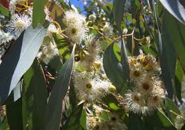 Brown Mallee | Eucalyptus thamnoides