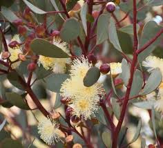 Eucalyptus websteriana | Webster's Mallee