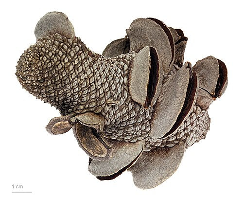 Firewood Banksia Cone (Banksia menziesii)