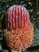 Firewood Banksia Flower (Banksia menziesii)