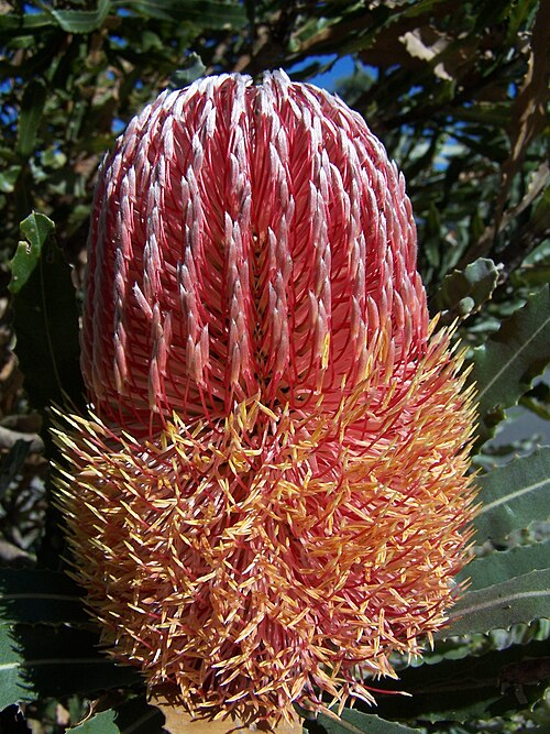 Firewood Banksia Flower (Banksia menziesii)