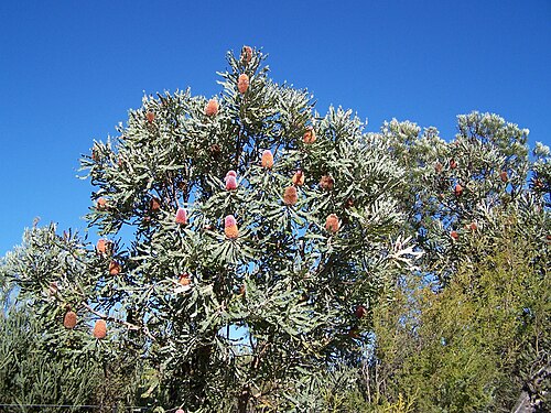 Firewood Banksia Tree (Banksia menziesii)