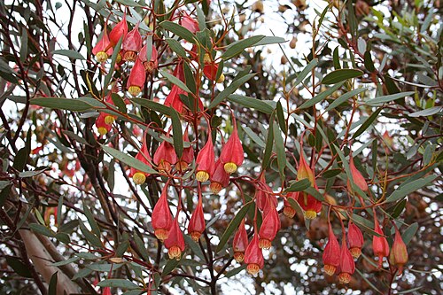 Fuchsia Mallee (Eucalyptus forrestiana)