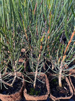 Giles Netbush (Calistemon gilesii)
