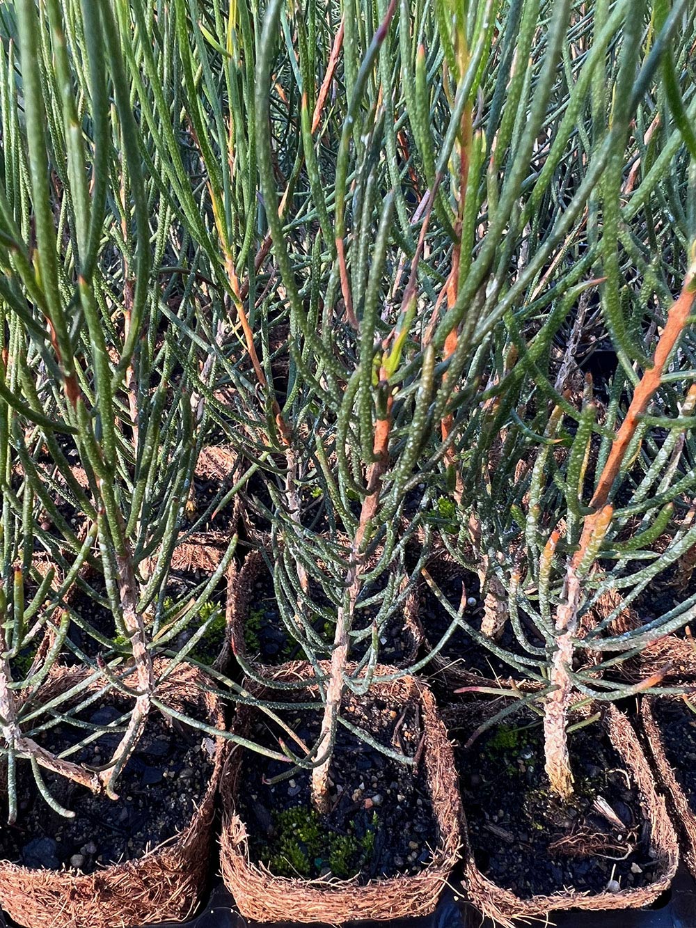 Giles Netbush (Calistemon gilesii)