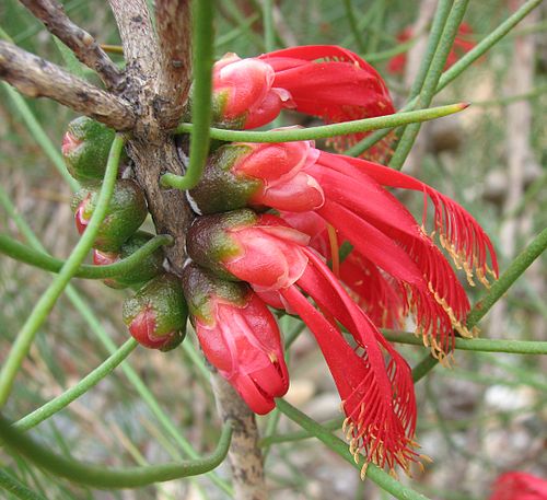 Giles Netbush (Calothamnus gilesii)
