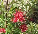 Gin Gin Gem Fowers (Grevillea obtusifolia)