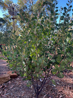 Glowing Wattle (Acacia celestrifolia)